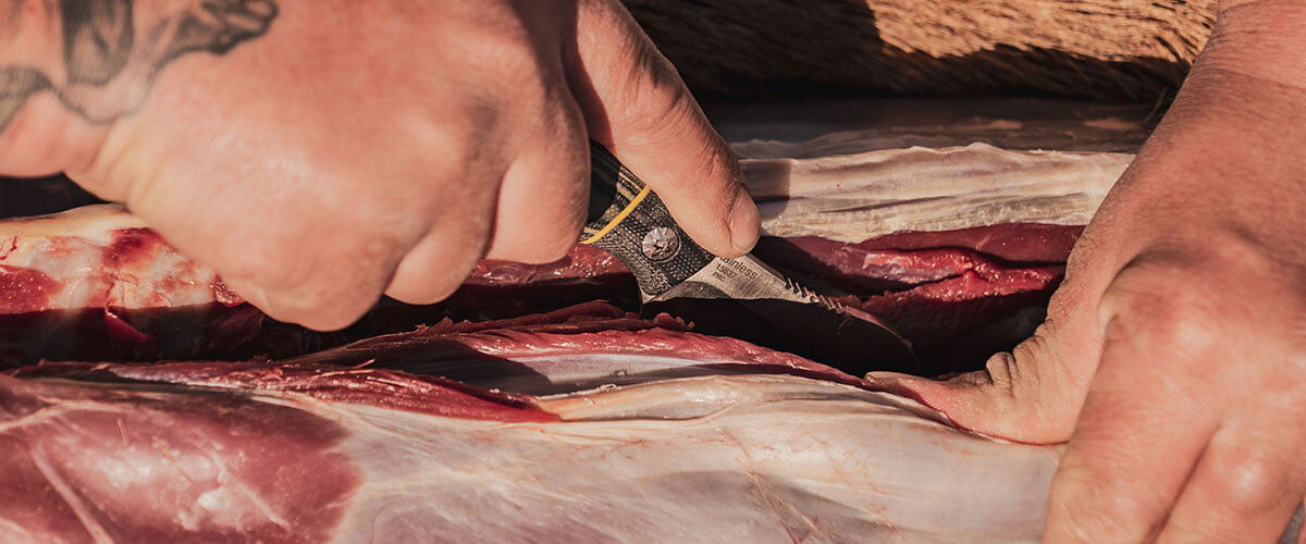 Hunter cutting into the meat of a deer