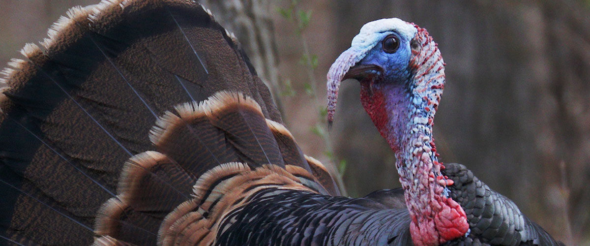 turkey
